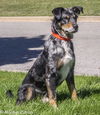 Dugan-ADOPTED-2.21.15
