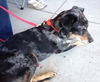 Dugan-ADOPTED-2.21.15