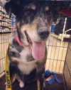 Dugan-ADOPTED-2.21.15