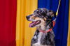 Dugan-ADOPTED-2.21.15