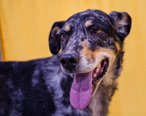 Dugan-ADOPTED-2.21.15