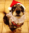 Dugan-ADOPTED-2.21.15