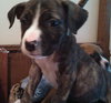 Fm Litter Jelly - ADOPTED 09.19.14