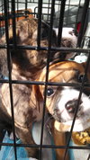 Fm Litter Jelly - ADOPTED 09.19.14