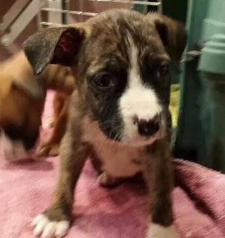 Fm Litter Jelly - ADOPTED 09.19.14