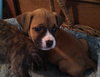 Fm Litter Butter - ADOPTED 09.19.14