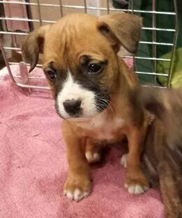 Fm Litter Butter - ADOPTED 09.19.14