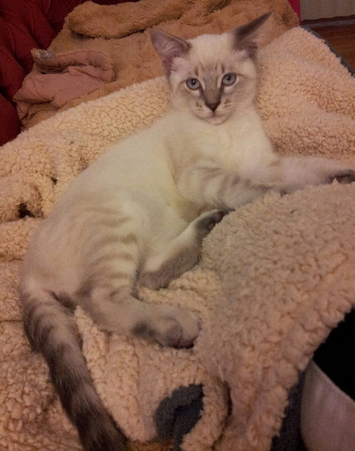 Shaman - ADOPTED 10.13.14