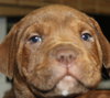 Gm Litter Burt - ADOPTED 09.12.14