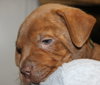 Gm Litter Burt - ADOPTED 09.12.14