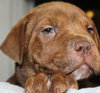 Gm Litter Burt - ADOPTED 09.12.14