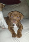 Gm Litter Burt - ADOPTED 09.12.14