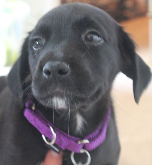 Hm Litter Adella - ADOPTED 09.06.14