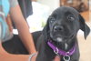 Hm Litter Adella - ADOPTED 09.06.14