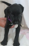 Hm Litter Adella - ADOPTED 09.06.14