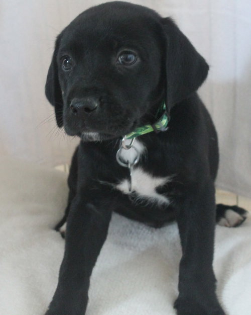 Hm Litter Apollo - ADOPTED 09.06.14