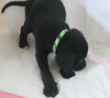 Hm Litter Apollo - ADOPTED 09.06.14