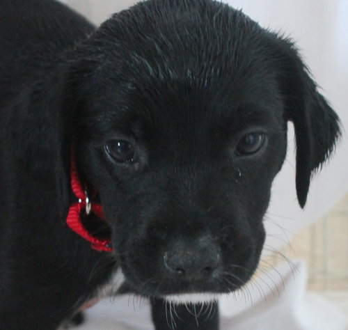 Hm Litter Aurora - ADOPTED 09.07.14