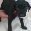 Hm Litter Aurora - ADOPTED 09.07.14