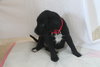 Hm Litter Aurora - ADOPTED 09.07.14