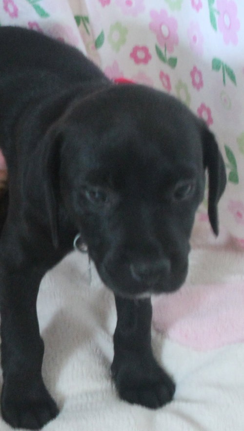 Hm Litter Arista - ADOPTED 09.10.14