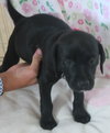 Hm Litter Arista - ADOPTED 09.10.14