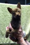 Foxy - ADOPTED 11.30.14