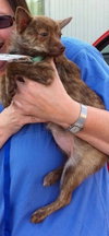 Foxy - ADOPTED 11.30.14