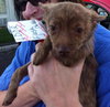 Foxy - ADOPTED 11.30.14