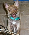 Foxy - ADOPTED 11.30.14