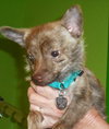 Foxy - ADOPTED 11.30.14