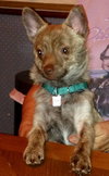 Foxy - ADOPTED 11.30.14