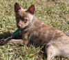 Foxy - ADOPTED 11.30.14