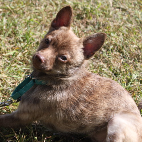 Foxy - ADOPTED 11.30.14