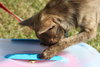 Foxy - ADOPTED 11.30.14
