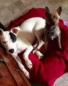 Foxy - ADOPTED 11.30.14