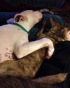 Foxy - ADOPTED 11.30.14