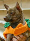 Foxy - ADOPTED 11.30.14