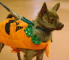 Foxy - ADOPTED 11.30.14