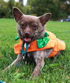 Foxy - ADOPTED 11.30.14