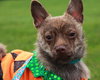 Foxy - ADOPTED 11.30.14