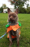 Foxy - ADOPTED 11.30.14