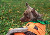Foxy - ADOPTED 11.30.14