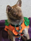 Foxy - ADOPTED 11.30.14