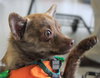 Foxy - ADOPTED 11.30.14