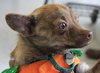 Foxy - ADOPTED 11.30.14