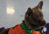Foxy - ADOPTED 11.30.14
