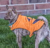 Foxy - ADOPTED 11.30.14