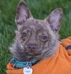 Foxy - ADOPTED 11.30.14