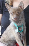 Foxy - ADOPTED 11.30.14